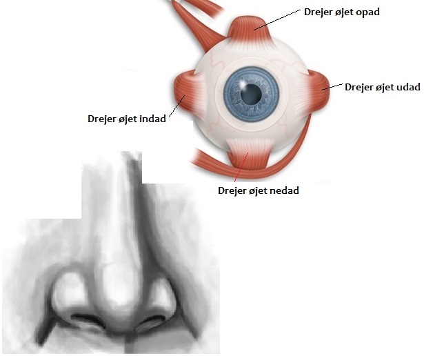 Øjenmusklernes anatomi og funktion 1